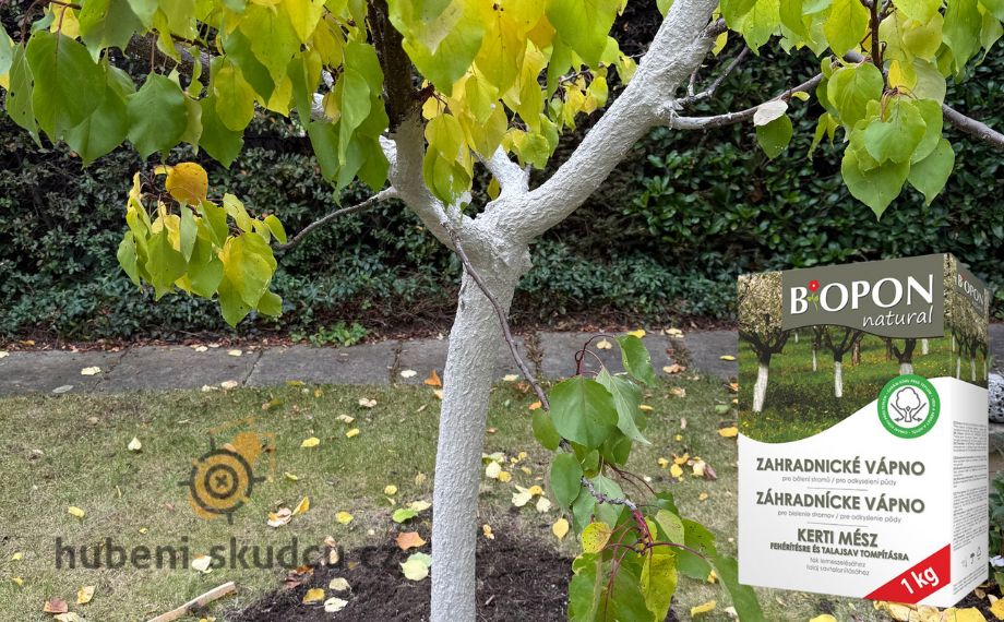 meruňka ošetřená zahradnickým vápnem